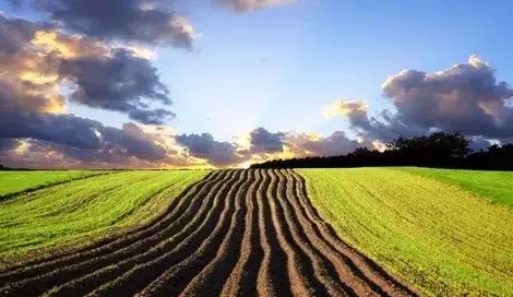 河北土壤治理公司助力西瓜生長(zhǎng)(圖1)